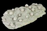 Multiple Blastoid (Pentremites) Plate - Illinois #135621-4